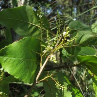 Maesa indica (Roxb.) Sweet